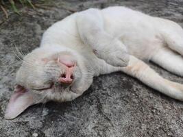 Lazy cat sleeping in the floor photo