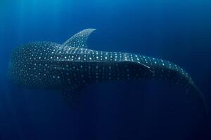 Whale shark swimming in deep ocean. Amazing spot patterns of the worlds largest fish. photo