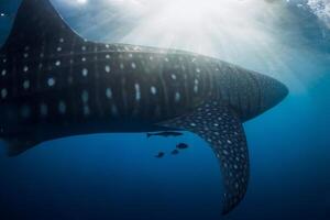 Underwater view of whale shark swimming in ocean with sun light photo