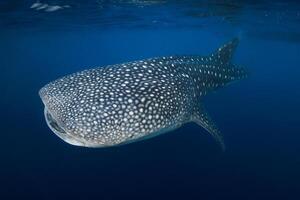 Underwater wide angle shot of Whale shark swimming in blue ocean photo