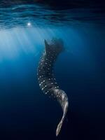 Shark tail in deep blue ocean. Silhouette of giant shark swimming underwater photo