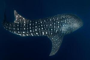 Whale shark in deep ocean. Giant fish swimming in open ocean. photo