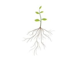 Plant and root with green leaves illustration vector