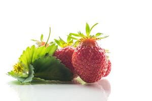 red ripe strawberry spring on a white background photo