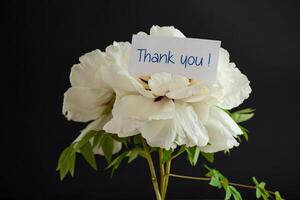 White tree peony flower, isolated on black background photo