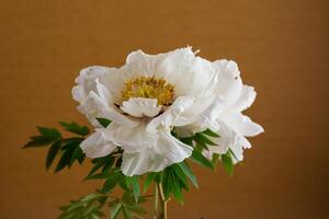 White tree peony flower, isolated on brown background photo