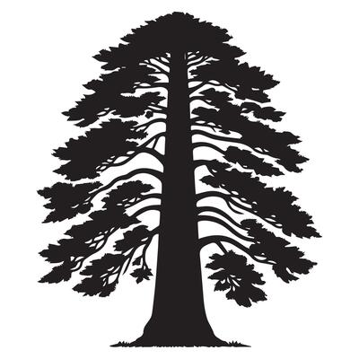 A wide redwood tree illustration in black and white