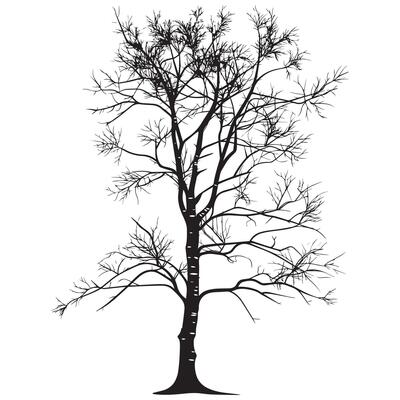 a bark birch tree illustration in black and white
