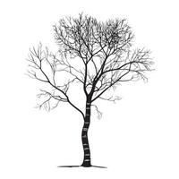 a bark birch tree illustration in black and white vector