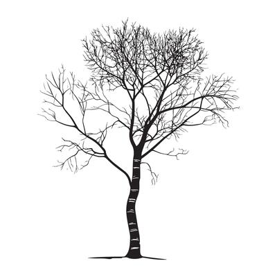 a bark birch tree illustration in black and white