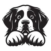 A Fearful Saint Bernard Dog Face illustration in black and white vector