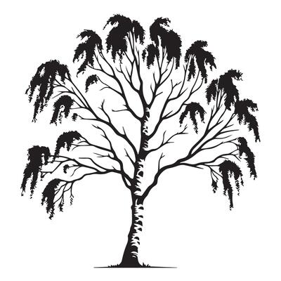 A birch tree in autumn illustration in black and white