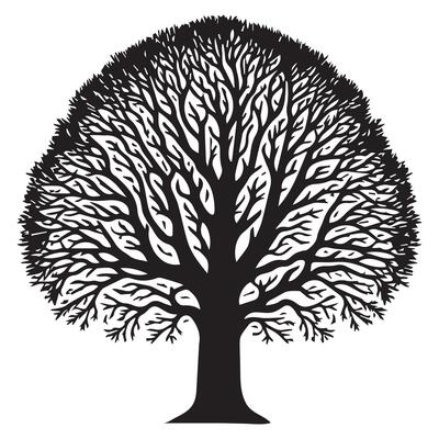 A wide ash tree illustration in black and white