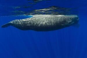 Sperm whale in the blue ocean. Underwater view photo