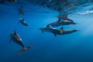 Family of Spinner dolphins in tropical ocean with sunlight. Dolphins in underwater photo