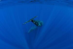 Sperm whale in the deep blue ocean, Mauritius. photo