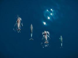 Aerial view of Bottlenose dolphins in blue sea water. Aquatic animals in Black sea photo