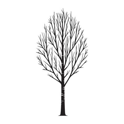 a tall birch tree illustration in black and white