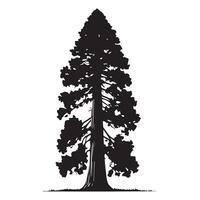 A redwood tree with a slender trunk silhouette vector