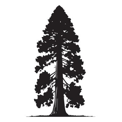 A redwood tree with a slender trunk silhouette