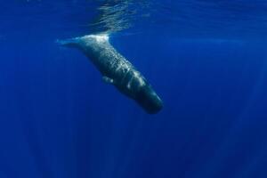 Sperm whale swimming in the blue ocean. Underwater view photo