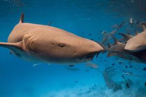 Nurse shark underwater in tropical blue sea. Close up view of shark photo