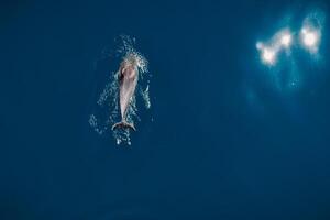 Aerial view of Bottlenose dolphin in blue sea. Aquatic animal photo