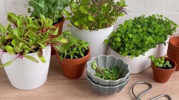 Indoor Herb Garden Kit With Fresh Green Plants video