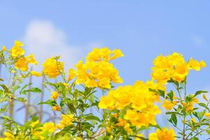 trompeta enredadera, amarillo campana o amarillo mayor o tecoma stans o amarillo trompeta flor o bignoniaceae foto