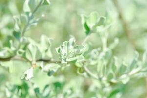 SCROPHULARIACEAE or Ash bush or Purple sage or Sensia or Silverleaf or Texas ranger or White sage photo