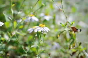 purple Bellis perennis , purple daisy or Aster tataricus or Tatarian Aster or Tatarian Daisy or Tatarinows Aster or Asteraceae or Astereae or Aster or Aster indicus or Kalimeris incisa or Blue Star photo