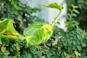 Devils Ivy, Golden Pothos or Hunters Robe or Epipremnum aureum or Araceae photo