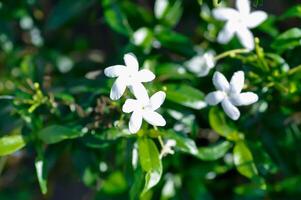 gardenia flower or white flower photo