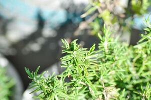 rosemary, rosmarinus or rosmarinus officinalis photo