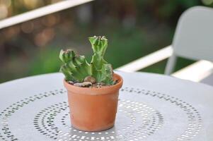 Euphorbia ,euphorbia gorgonisor or Euphorbia mayurnathanii or Euphorbia lactea or Euphorbia lacei Craib photo