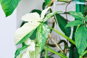 Syngonium podophyllum, Arrowhead Vine or Goosefoot Plant or Araceae photo