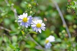purple Bellis perennis , purple daisy or Aster tataricus or Tatarian Aster or Tatarian Daisy or Tatarinows Aster or Asteraceae or Astereae or Aster or Aster indicus or Kalimeris incisa or Blue Star photo