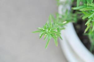 rosemary, rosmarinus or rosmarinus officinalis photo