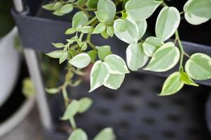 Peperomia, Peperomia Hoffmanii or peperomia nitida or peperomia scandens or Peperomia Scandens Variegata plant photo