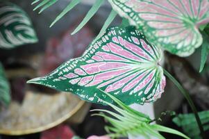 Caladium ,Caladium ThaiBeauty or Dieffenbachia seguine or Caladium bicolor or Araceae photo