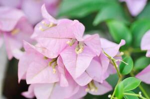 Bougainvillea or paper flower , pink paper flower photo