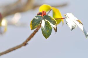 maple leaf, maple leaves or green leaf or Acer saccharum Marsh photo