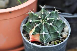 gymnocalycium ,gimnocalicio mihanovichii o gymnocalycium mihanovichii jaspeado o cactus foto