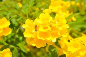 trompeta enredadera, amarillo campana o amarillo mayor o tecoma stans o amarillo trompeta flor o bignoniaceae y abeja foto