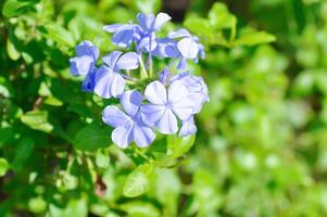 Cape leadwort, PLUMBAGINACEAE or Plumbago auriculata Lam photo