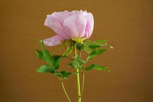 Pink tree peony flower, isolated on brown background photo