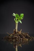 tomato seedlings in the ground, isolated on a black background photo