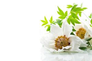 White tree peony flower, isolated on white background photo