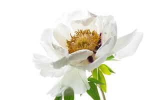 White tree peony flower, isolated on white background photo