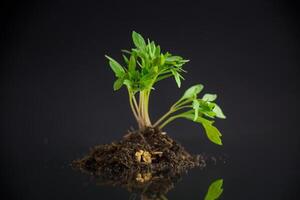 tomato seedlings in the ground, isolated on a black background photo